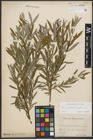 Foto von Salix purpurea L. x Salix repens L.